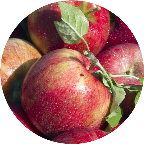 Franklin Cider Mill